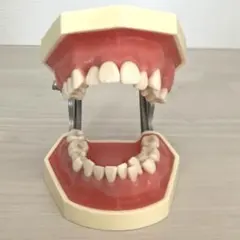 2026年最新】NISSIN顎模型の人気アイテム - メルカリ