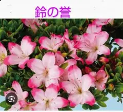 ミオパパ様 リクエスト 3点 まとめ商品　皐月盆栽