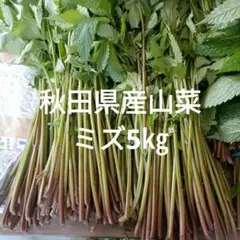 山菜　ミズ　5キロ 新潟県産　採れたて新鮮発送 山菜 ミズ 5キロ 新潟県産 採れたて新鮮発送 - メルカリ