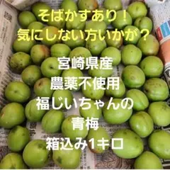 ⭕第2弾！そばかすあり！宮崎県産 無農薬 福じいちゃんの青梅 箱込み