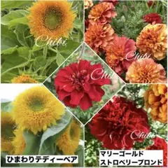 ❤️希少マリーゴールドストロベリーブロンド 種１０粒➕ひまわりテディーベアー１０粒