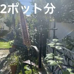 さとみん様 リクエスト 2点 まとめ商品