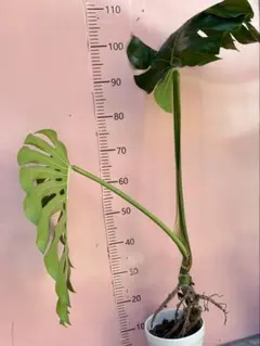 モンステラ デリシオーサ ワイドリーフ?ショートリーフ? 変わった種