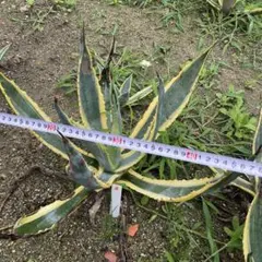 熱帯果樹：10本セット】ランバイ（Baccaurea motleyana） - メルカリ