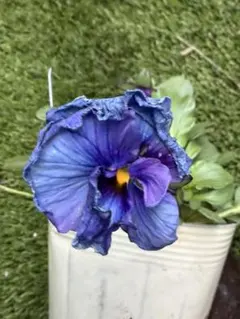 2026年最新】ビオラ神戸べっぴんさんの人気アイテム - メルカリ