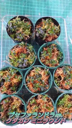 ノリピー様 リクエスト 2点 まとめ商品