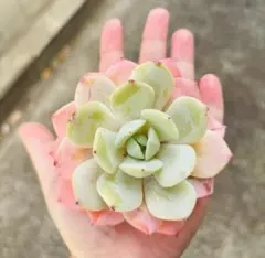 セドバン様 リクエスト 6点 まとめ商品