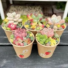 22 多肉植物の小さな寄せ植え☆そのまま飾れる☆5コセット☆期間限定・速達発送