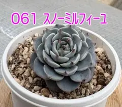 ミックスベリア【061 スノーミルフィーユ】抜き苗 札なし