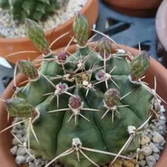 ギムノカリキウム 緋花玉 モンスト 古木 希少 6号鉢 サボテン - メルカリ
