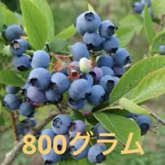 生ブルーベリー800グラムのサムネイル