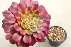 66#多肉植物アエオニウム❤️ 桃花石 ❤️12頭31cm拨き苗 31#多肉植物アエオニウム❤️ 桃花石 ❤️1頭11cm拨き苗 - メルカリ
