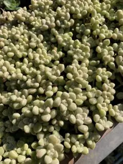 多肉植物　だるま姫秀麗 30カットのサムネイル