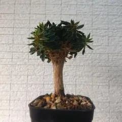 ユーフォルビア クラビゲラ 実生株 塊根植物 コーデックス 花芽 ユーフォルビア クラビゲラ 実生株 塊根植物 コーデックス 花芽 - メルカリ