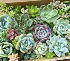 多肉植物✩.*˚七福神のちまちま寄せ植えセット - メルカリ