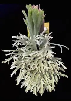 157 ビカクシダ Willinckii YellowMoon Dwarf TC - メルカリ