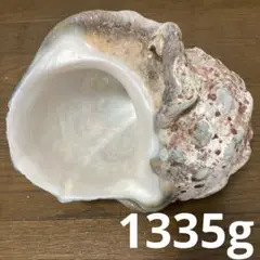【沖縄産】特大サイズ　夜光貝の殻　1335g