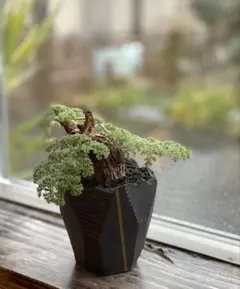 ペラルゴニウム　トリステ 塊根植物　冬型コーデックス　盆栽仕立て　抜き苗配送 ペラルゴニウム トリステ 塊根植物 冬型コーデックス 盆栽仕立て 抜き
