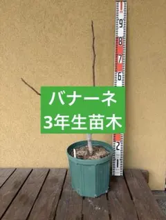 karen＠おまとめ割 実施中☆即購入◎様 リクエスト 2点 まとめ商品