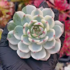 5苗　チワワエンシス錦　大株　多肉植物　エケベリア