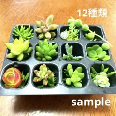 多肉植物 カット苗詰め合わせ