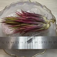 Tillandsia Renate （BRT) 速達発送 Tillandsia Renate （BRT) 速達発送 - メルカリ