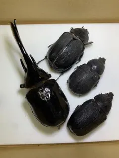 2026年最新】標本・ ネプチューンオオカブトの人気アイテム - メルカリ