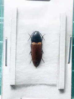 2026年最新】コメツキの人気アイテム - メルカリ