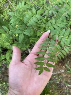 무농약 산초 잎 50장 이상