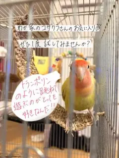 203〗インコおもちゃ4本 鳥おもちゃ バルサ バードトイ ガジガジ 破壊