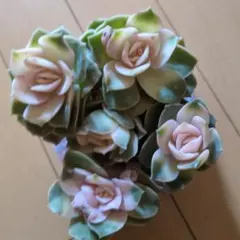 多肉植物　ラブリーローズ錦