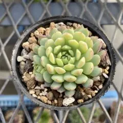 ワンまま様 リクエスト 2点 まとめ商品