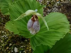 木地師さん様 リクエスト 2点 まとめ商品