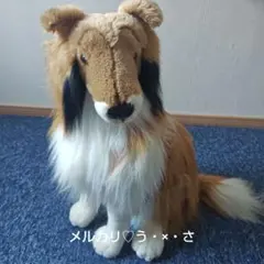 コリー　シェルティ ぬいぐるみ 中型 茶色・白 コリー シェルティ ぬいぐるみ 中型 茶色・白 続