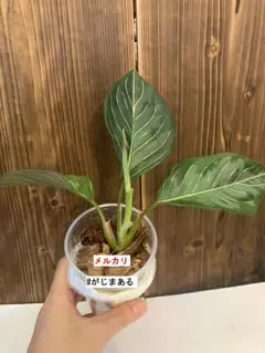 モンステラ 奇形 ミューテーション 堅葉 トリカラー？ 実生株 - メルカリ