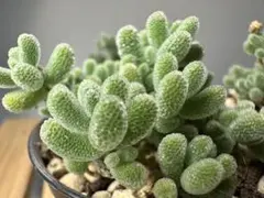 신상품 드로산테멈 아이스 크리스탈 메센 다육 식물 1 모종 화분 5.3cm