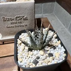 2026年最新】ユタエンシス エボリスピナの人気アイテム - メルカリ