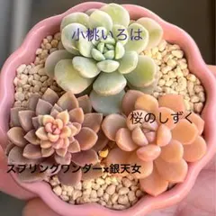 多肉植物　小桃いろは等カット苗セット①❤️