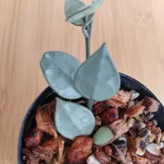 2025年最新】ホヤ ラクノーサの人気アイテム - メルカリ