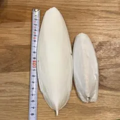 カトルボーンのサムネイル
