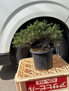 2025年最新】盆栽 真柏の人気アイテム - メルカリ