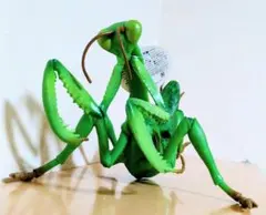 オオカマキリ 立体標本 - メルカリ