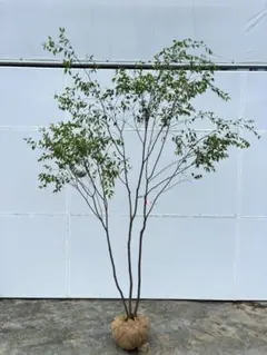 ハナミズキレインボー樹高約㎝引き取り又は近畿地方限定配達＆植え込み