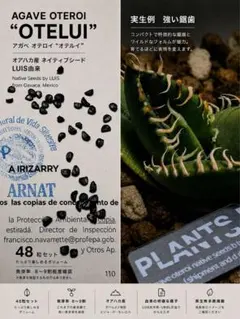 【24粒】アガベ オテロイ オアハカ 種 ルイス ムチプリ発芽率約9割 実生 用 24粒】アガベ オテロイ オアハカ 種 ルイス ムチプリ発芽率約9割 実生