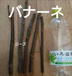 挿し木用枝セット 楽天市場】挿し木 セットの通販