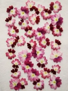 N-39 バーベナ 赤・ピンク 30枚♮