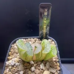 2025年最新】玉扇錦の人気アイテム - メルカリ