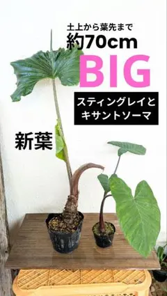2026年最新】アロカシアスティングレイの人気アイテム - メルカリ