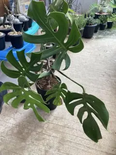 観葉植物　モンステラ　デリシオーサ　超コンパクタ　スケルトン　矮性 観葉植物 モンステラ デリシオーサ 超コンパクタ スケルトン 矮性