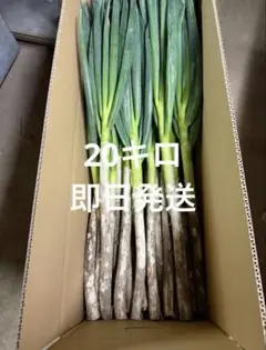 鳥取県産 土ネギ「春香葱」 20kg 白ネギ 長ネギ - メルカリ